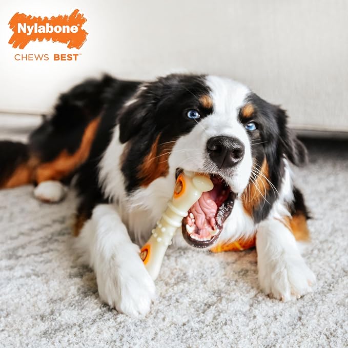 Nylabone Pop-In Treat Toy Chicken Dog Treat Refills, 30 Count | Made with real chicken, fits any Nylabone Pop-In Treat Toy, all-natural dog treats, highly digestible, limited ingredients