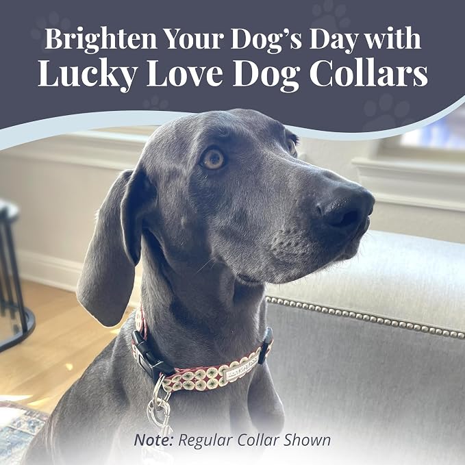 Lucky Love Dog Martingale Collar for Medium Dogs No Slip – Pongo, Medium