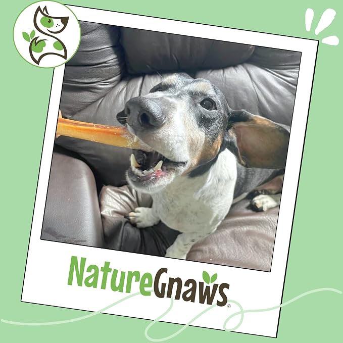 Nature Gnaws Super Skinny Bully Sticks 5-6" Rawhide Free Dog Chew, 15 Count | Long Lasting for Light Chewers and Puppies - Extra Thin Natural Beef Dog Chew Treats - No Artificial Preservatives