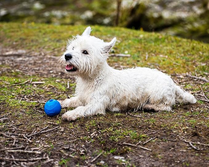 Chuckit! Crunch Ball Dog Toy, Medium (Pack of 2)
