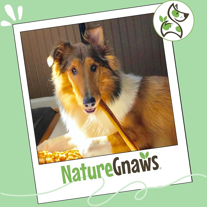 Nature Gnaws Large Bully Sticks 6" Rawhide Free Dog Chews, 15 Count | Thick Long Lasting for Aggressive Chewers and Large Dogs - Natural Beef Dog Chew Bones - No Artificial Preservatives
