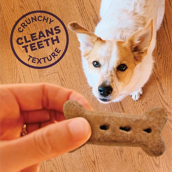 Old Mother Hubbard Wellness P-Nuttier Dog Biscuits,Natural,Training Treats,Peanut Butter Flavor,Large Size,(6 Pound Box),(Pack of 2)