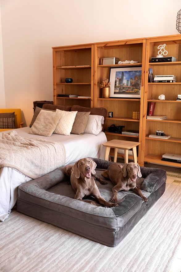 NOAH & PAW Giant Dog Bed XXL, 55x45x11 Inch, Orthopedic Dog Beds, Eggshell Memory Foam Infused with Cooling Gel, Inner Cover, Water Resistant, Machine Washable (Velvet Sofa Collection)