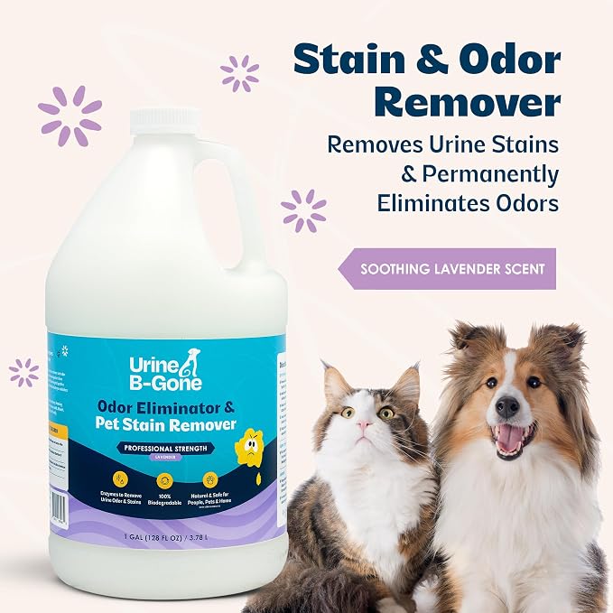 Urine B-Gone Enzyme Cleaner for Human, Cat & Dog Urine, Lavender, 1 Gallon | Enzyme cleaner for human, cat and dog urine on laundry, carpets and more; lavender scent, 1-gallon size.