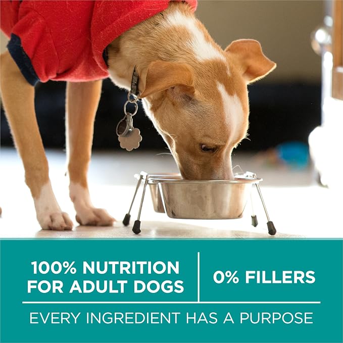 Purina ONE Plus Digestive Health Dry Dog Food, Chicken, 31.1 lb Bag | High protein dog food with probiotics for digestive support, made for adult dogs with sensitive stomachs