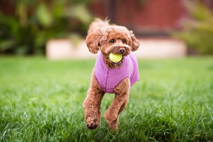 Sun Shield Dog Tee – T-Shirt for Canines – UV Protection, Pet Anxiety Relief, Wound Care – Protects Against Foxtails, Aids Alopecia - Machine Washable, All Season – Size 30 – Violet