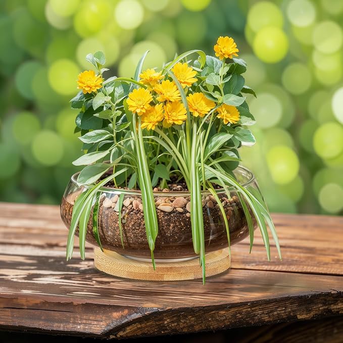 4 Sets Glass Planter Bowls for Flowers with Tray 6'' Round Glass Vase Bowl Hydroponic Lotus Planter Pot Propagation Vases Fish Bowl for Plants Indoor Windowsill Kitchen Desktop Wedding Decor