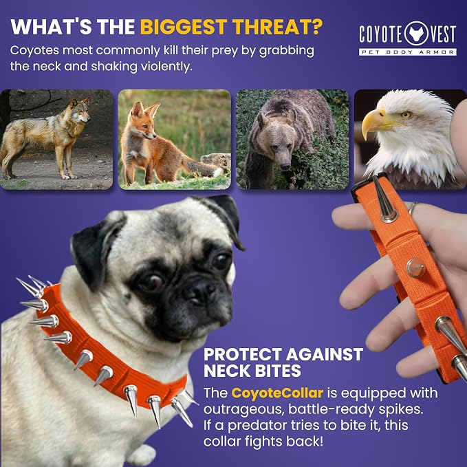 CoyoteCollar Spike Dog Collar, Adj/Replaceable Spikes, Medium, Orange