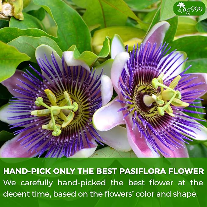 TOG999, Premium 120 Pasiflora Pasion Flower Tea Bags, 100% Natural & Pure Pasiflora Passion Flower, Herbal Tea. No Sugar, No Caffeine, No Gluten, Vegan.