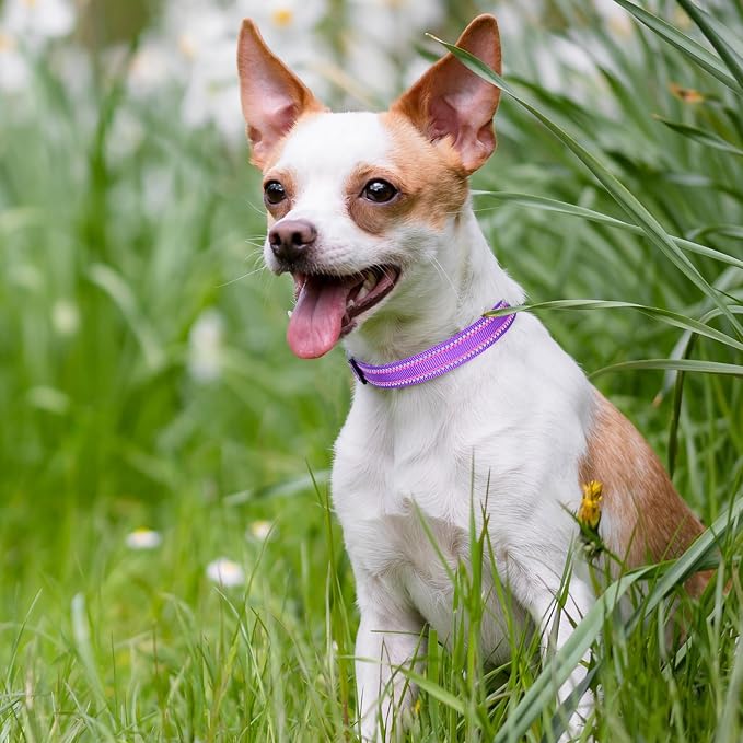 Mile High Life Reflective Dog Collar, Adjustable Lightweight Quick Release