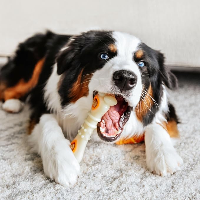 Nylabone Power Chew Knuckle Bone & Pop-In Dog Treat Toy, Medium