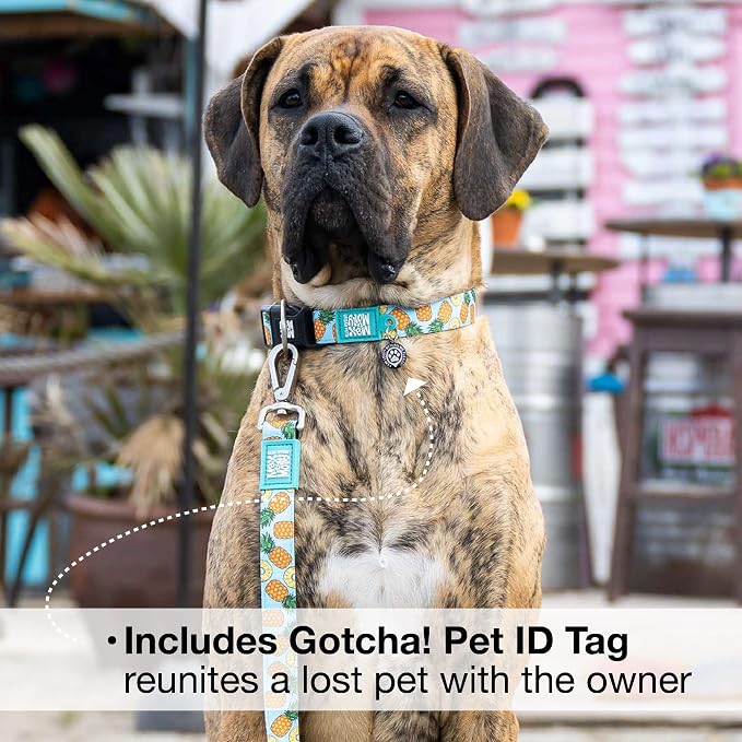 Max & Molly Urban Pets Smart ID Dog Collar with Gotcha! QR Pet Safety Tag and Custom Pet Profile, Soft Padded Neoprene, Waterproof, Machine Washable, Sweet Pineapple, M (13-21")