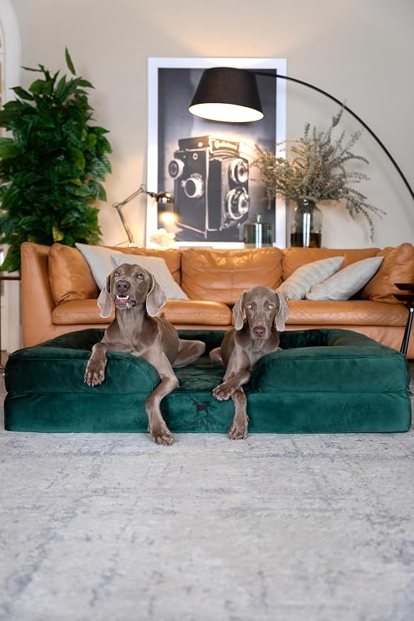 NOAH & PAW Giant Dog Bed XXL, 55x45x11 Inch, Orthopedic Dog Beds, Eggshell Memory Foam Infused with Cooling Gel, Inner Cover, Water Resistant, Machine Washable (Velvet Sofa Collection)