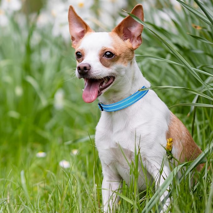 Mile High Life Reflective Dog Collar, Adjustable Lightweight Quick Release