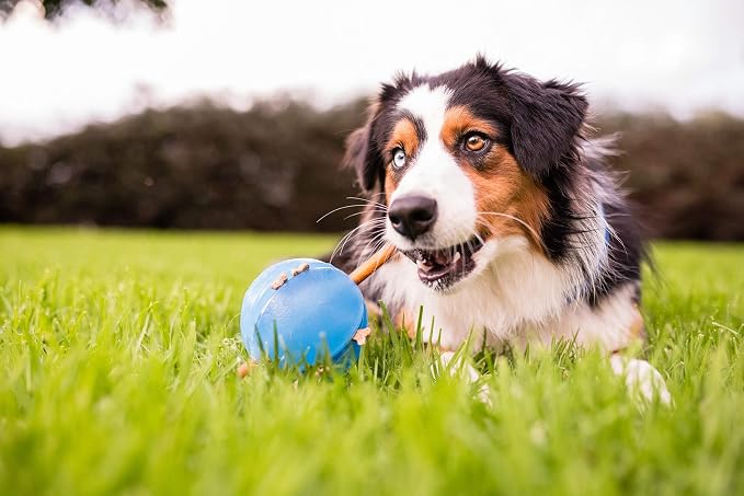 Outward Hound Guru Treat-Dispensing Puzzle Ball Dog Toy, Blue
