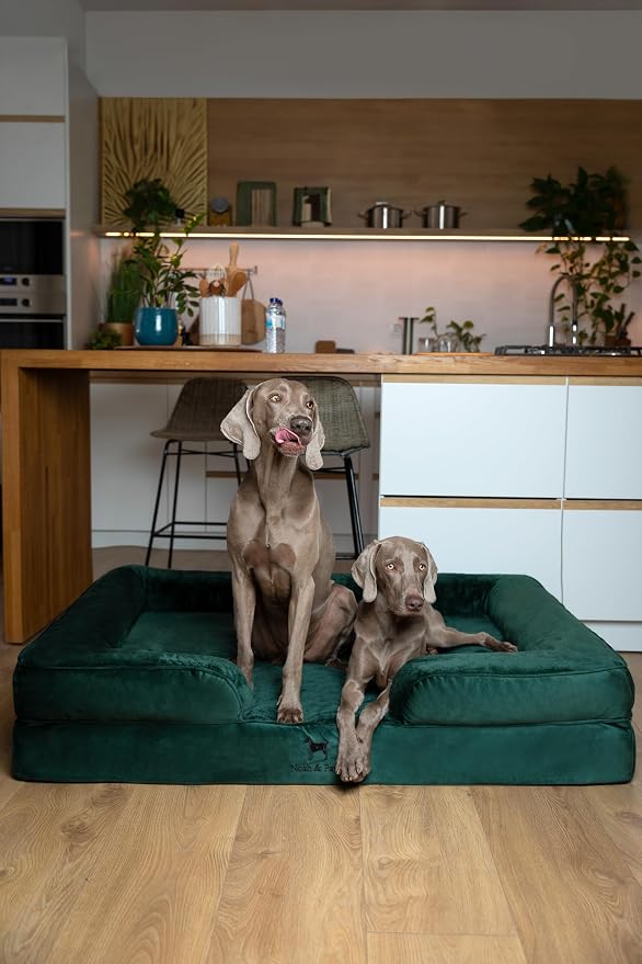 NOAH & PAW Giant Dog Bed XXL, 55x45x11 Inch, Orthopedic Dog Beds, Eggshell Memory Foam Infused with Cooling Gel, Inner Cover, Water Resistant, Machine Washable (Velvet Sofa Collection)