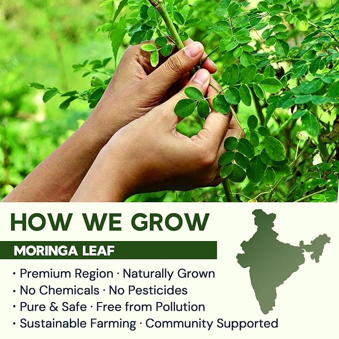 Moringa Leaf Tea - Caffeine Free, 100 Teabags