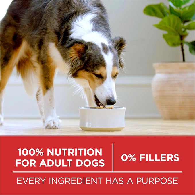 Purina ONE Small Bites Beef & Rice Dry Dog Food, 31.1 lb Bag | Small, easy-to-eat dog food, easily digestible with microbiome balance and prebiotic fiber for gut health