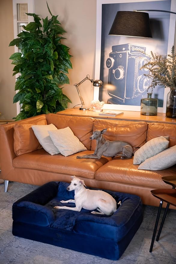NOAH & PAW Large Dog Bed, 35x25x11 Inch, Orthopedic Dog Beds, Eggshell Memory Foam Infused with Cooling Gel, Inner Cover, Water Resistant, Machine Washable (Velvet Sofa Collection)