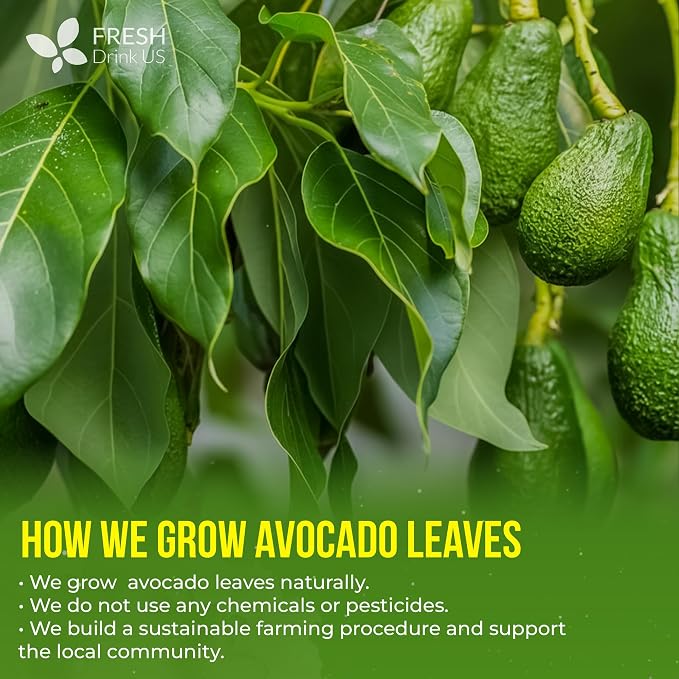 FreshDrinkUS, 120 Avocado Leaves - Loose Leaf - Premium Avocado Leaf Herbal Tea, Caffeine Free Botanical Tea Leaves for Hot or Iced Tea – Natural, Aromatic & Fresh Avocado Leaves
