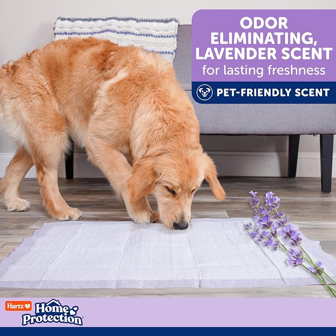 Hartz Home Protection Lavender Scent Odor Eliminating Dog Pads, 3XL, 60ct | Thicker Quilted, Super Absorbent, Quick Drying, No Leaks, No Odors, FlashDry Technology