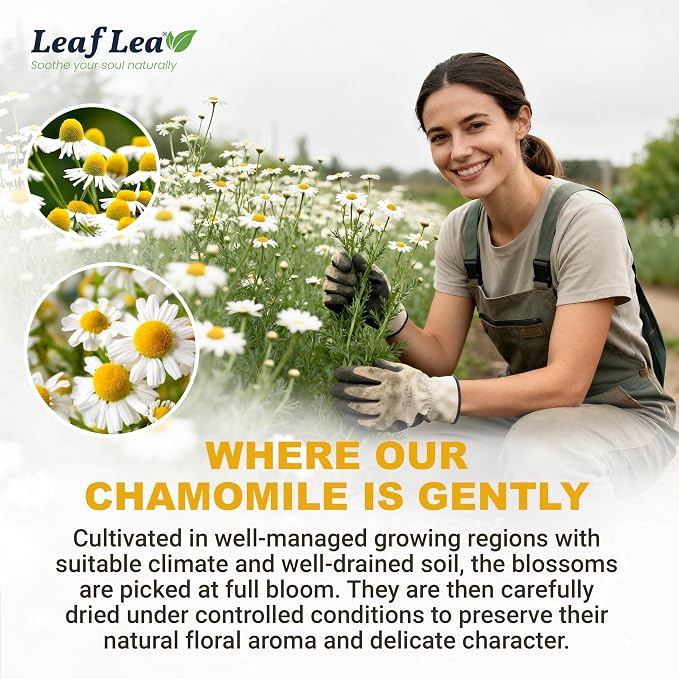 LeafLea Chamomile Herbal Tea Bags, Calm Evening Routine, 80 Count | From Chamomile Flowers, Smooth Floral Taste, Caffeine-Free, Naturally Sugar-Free, Non-GMO, Individually Wrapped