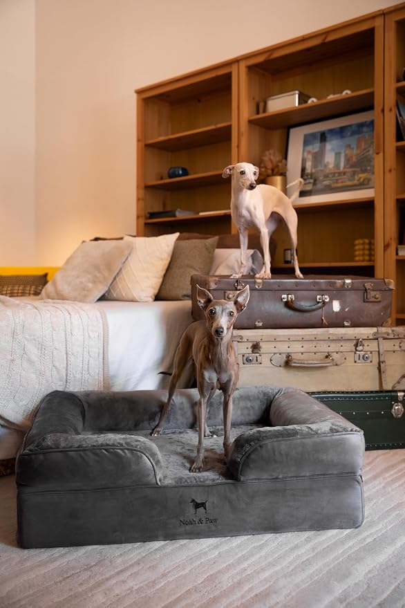 NOAH & PAW Large Dog Bed, 35x25x11 Inch, Orthopedic Dog Beds, Eggshell Memory Foam Infused with Cooling Gel, Inner Cover, Water Resistant, Machine Washable (Velvet Sofa Collection)