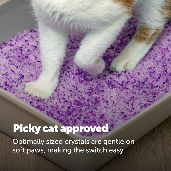 PetSafe ScoopFree Premium Crystal Litter, Lavender Scent, 8Lb Bag, 3 Pack | 5x Faster Odor Control than Clumping Clay Litter, 99% Dust-Free, Low Tracking Crystals, Compatible with Any Cat Litter Box