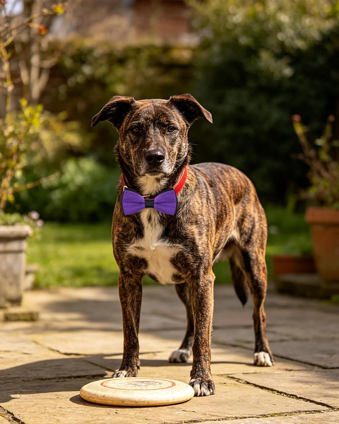 PET SHOW 5 Pack Mixed Color Dog Bowties for Large Dogs Slide on Collar