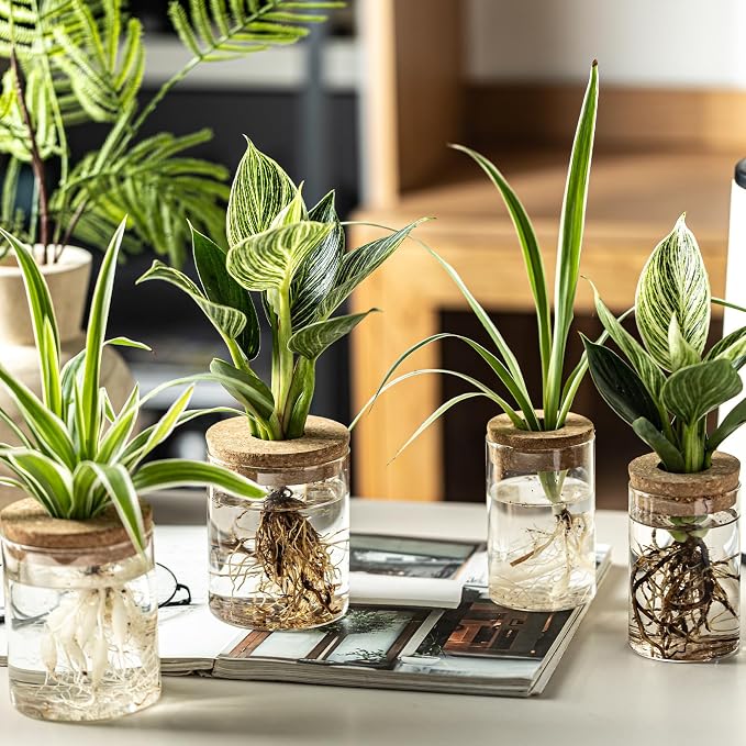 Glass Plant Propagation Stations for Plants – Set of 12(6 Large & 6 Small) Hydroponic Vases for Plant Cuttings,Flower Arrangements, Home & Office Decor–Desktop Vases for Living Room, Bedroom (12)