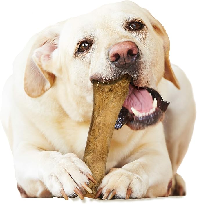 Nylabone Healthy Edibles Natural Dog Chews Long Lasting Bacon Flavor Treats for Dogs, X-Large/Souper (1 Count) | Natural dog chews, occupying & long lasting dog treats, made in the USA, highly digestible, dog bones for large dogs 50+ lbs