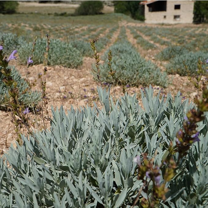 Sage Essential Oil - Direct from Essential Oils SL Spain - Steam Distilled - Aceite Esencial de Salvia for Aromatherapy, Massage, Diffuser, DIY Candle and Soap Making - 2lbs