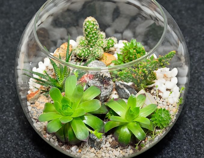 Sawysine 12 Pcs Bubble Bowl Vase Centerpiece 6''W x 5''H Round Glass Flower Vase Bulk Clear Terrarium Fish Bowl for Wedding Event Goldfish Planter Floral Centerpiece Office Home Decor