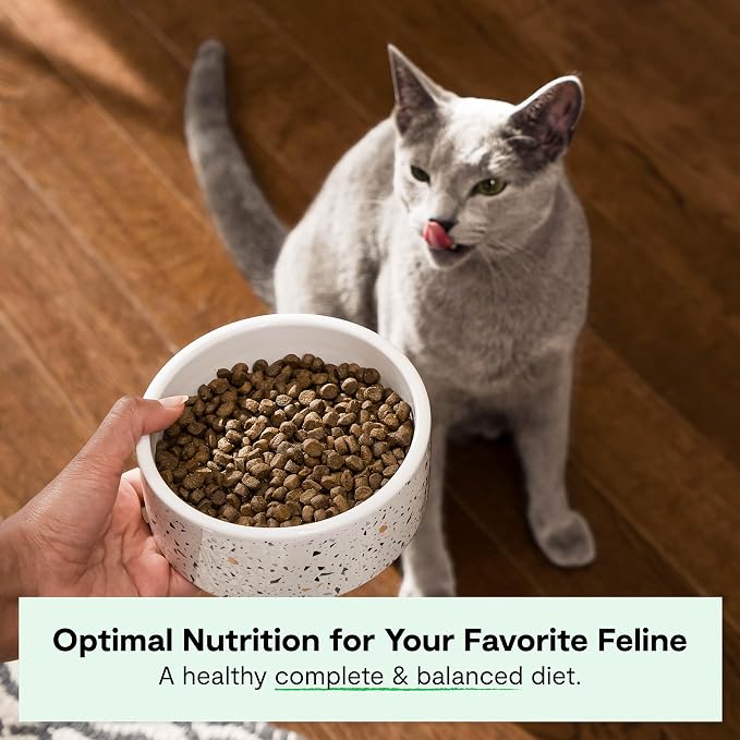 Open Farm Grain Free Dry Cat Food, Wild-Caught Salmon Kibble, 4lb Bag | All Life Stages, High Protein, Prebiotic Fibers, 100% Traceable Ingredients, Non-GMO Fruits & Veggies.