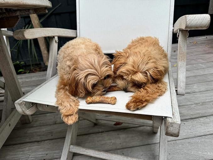 Nylabone Nubz Natural Dog Treats Made with Real Chicken, Small, 36 Count | Long lasting dog chews, made in USA, limited ingredients, highly digestible, dog dental treats for small dogs up to 30 lbs