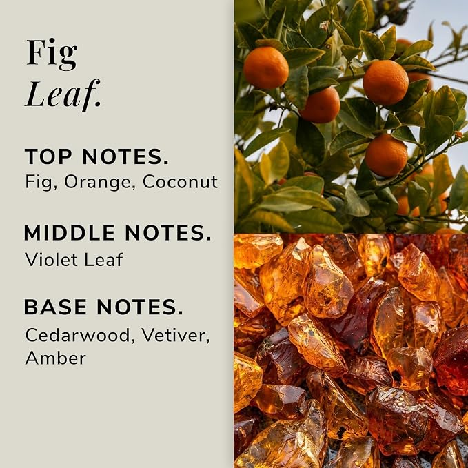 Fig Leaf Aromatherapy Candle – Fig, Coconut & Cedarwood Scented Candle, Plant-Based Wax, 15.8 oz, 60 Hour Burn Time, Fresh & Relaxing Candle