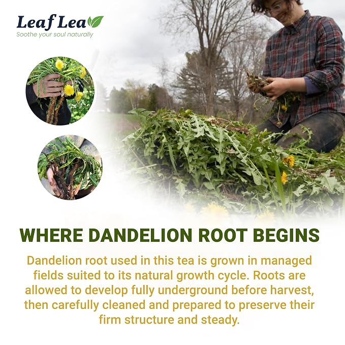 LeafLea Dandelion Root Tea Bags, Natural And Pure, 120 Count | Dandelion Root Herbal Tea, Promotes Healthy Digestion And Immune Function, Caffeine-Free, Sugar-Free, Vegan, Pack Of 3