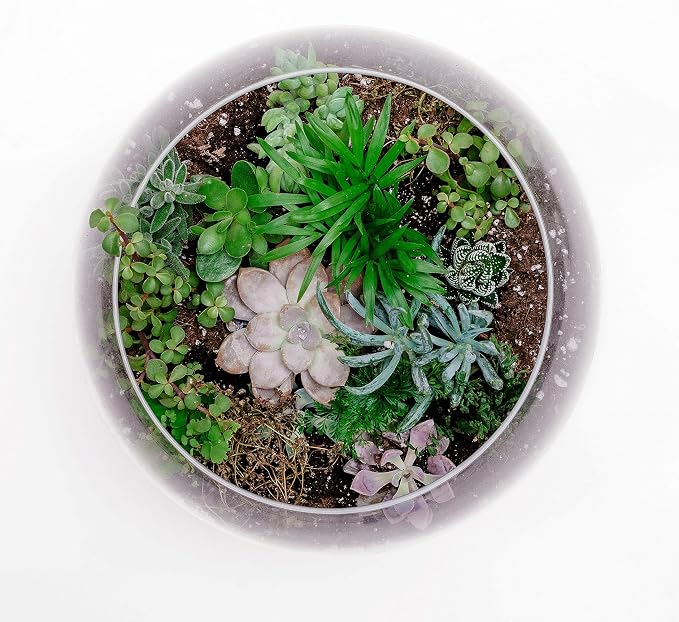 WGV Large Bowl Glass Vase, Diameter 12", Height 10", (Multiple Sizes Choices) Clear Round Bubble Vase Jar, Floral Planter Terrarium for Wedding Event Home Decor, 1 Piece (VBW1210)