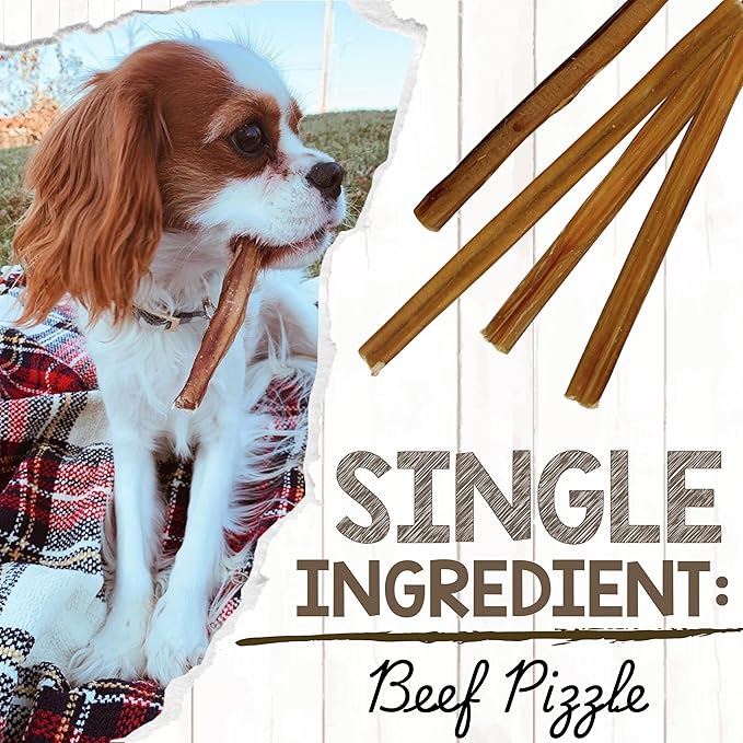 Nature Gnaws Large Bully Sticks 11-12" Rawhide Free Dog Chews, 10 Count | Thick Long Lasting for Aggressive Chewers and Large Dogs - Natural Beef Dog Chew Bones - No Artificial Preservatives