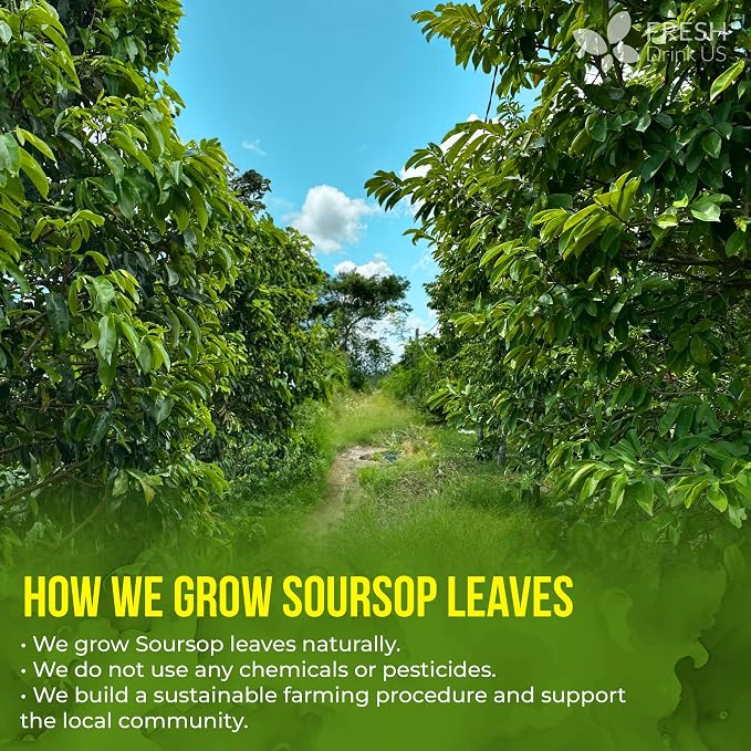 FreshDrinkUS, 60 Premium - The Top Soursop Graviola Leaf Tea Bags, 100% Pure & Natural from Soursop Leaves, Handmade, Made With Natural Materials-Corn Fiber Tea Bag, Sugar/Caffeine/Gluten Free, Hoja Guanabana Tea
