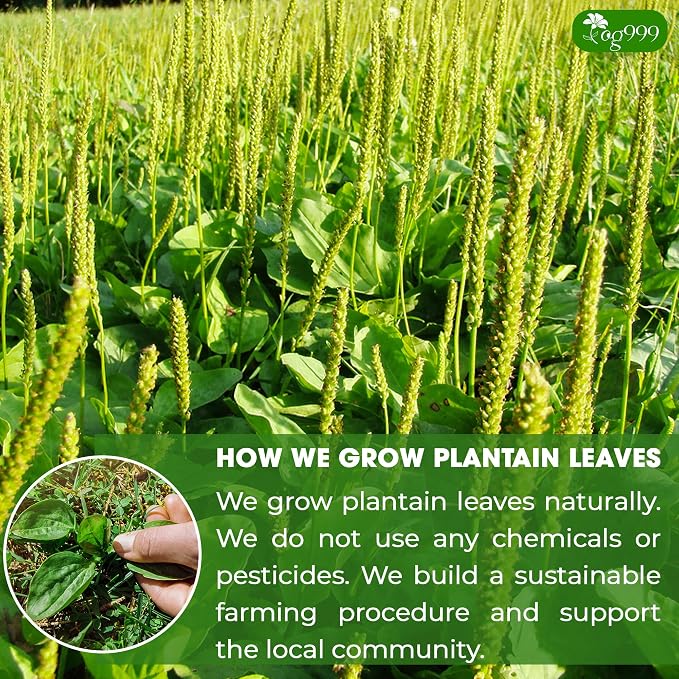 TOG999 Premium 60 Tea Bags Plantain Leaf Tea, 100% Natural Plantain Leaves, Herbal Tea for Daily Wellness, No Additives, Caffeine Free, No Sugar, Non-GMO, Gluten Free