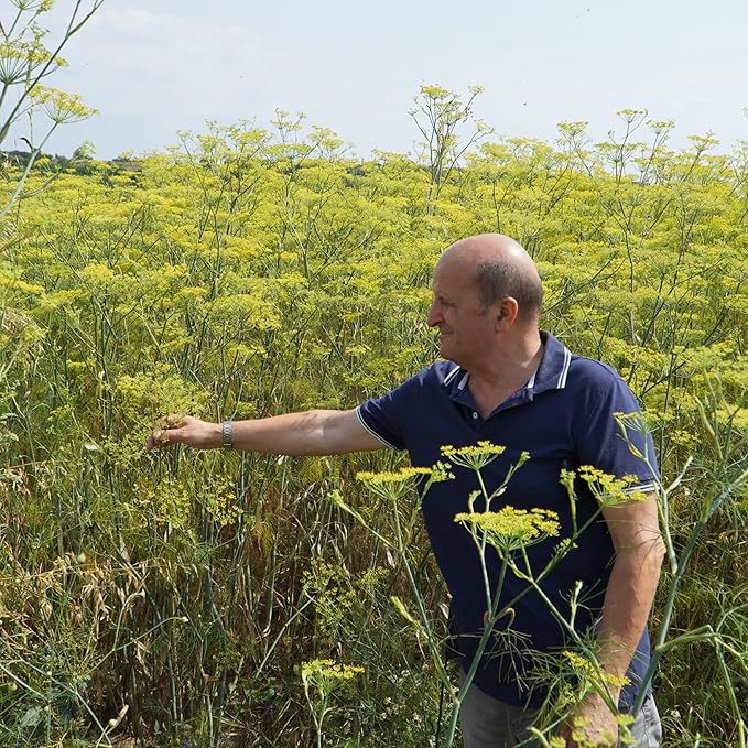 Fennel Essential Oil (Sweet Fennel) - Direct from Balkan Essential Oils - Pure Aromatherapy Diffuser Oils | 100% Pure Therapeutic Grade Natural Aceite de Hinojo 2lbs