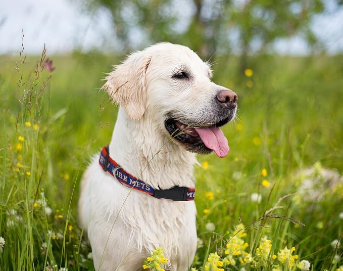 MLB New York Mets Licensed PET COLLAR- Heavy-Duty, Strong, and Durable Dog Collar. Available in 29 Baseball Teams and 4 Sizes