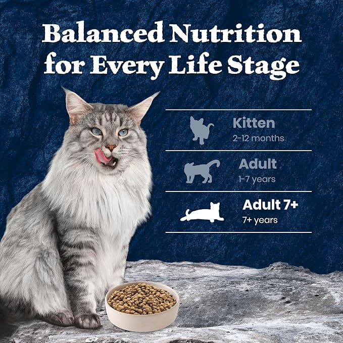 Blue Buffalo Wilderness Salmon Adult 7+ Dry Cat Food, Grain-Free, 5 lb | High Protein, Real Salmon #1 Ingredient, Supports Immunity with Antioxidant-Rich LifeSource Bits, Natural Ingredients