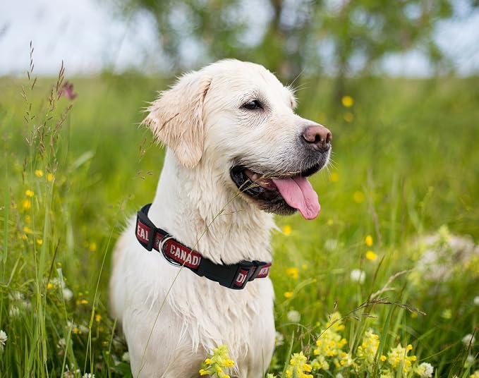 Pets First NHL Collar for Dogs & Cats. Adjustable, Cute, & Stylish! The Ultimate Hockey Fan Collar!