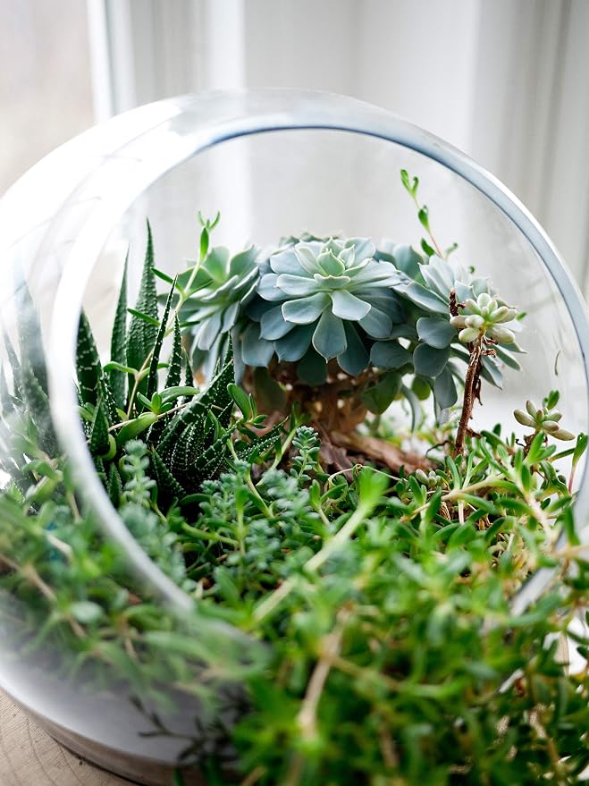 WGV Slant Cut Bowl Glass Vase Bulk, Width 9", Height 9", Clear Round Globe Planter Terrarium Orb, Candy Dish, Fruit Jar, Floral Container for Home Office Decor, 4 Pieces