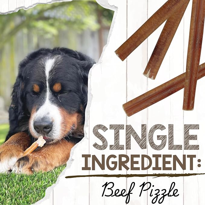 Nature Gnaws Extra Large Bully Sticks 11-12" Rawhide Free Dog Chew, 6 Count | Thick Long Lasting for Aggressive Chewers and Heavy Chewers - Natural Beef Dog Chew Bones - No Artificial Preservatives