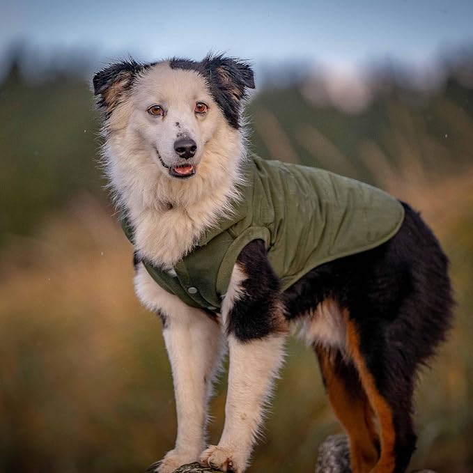 Blueberry Pet Cozy & Comfy Windproof Waterproof Quilted Fall Winter Dog Puffer Jacket in Dark Olive, Back Length 15 3/4", Size 14", Warm Coat for Medium Dogs