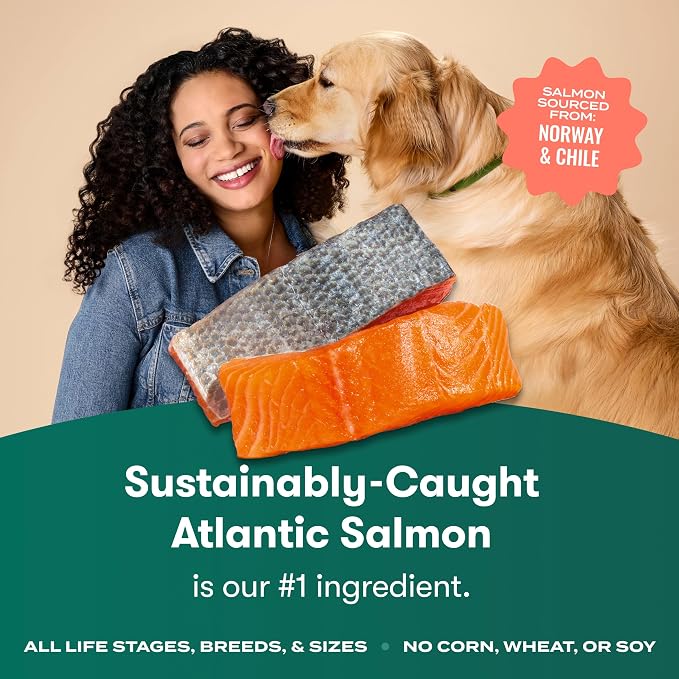 Jinx Dry Dog Food - Real Salmon, Brown Rice & Sweet Potato, 4lb | Premium Kibble for Digestive Support & Healthy Immunity - No Fillers, All Lifestages (Puppy, Adult & Senior), Breeds & Sizes