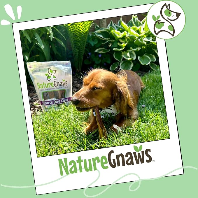 Nature Gnaws Small Bully Sticks 5-6" Rawhide Free Dog Chews, 25 Count | Long Lasting for Light Chewers and Puppies - Natural Thin Beef Dog Chew Bones - No Artificial Preservatives